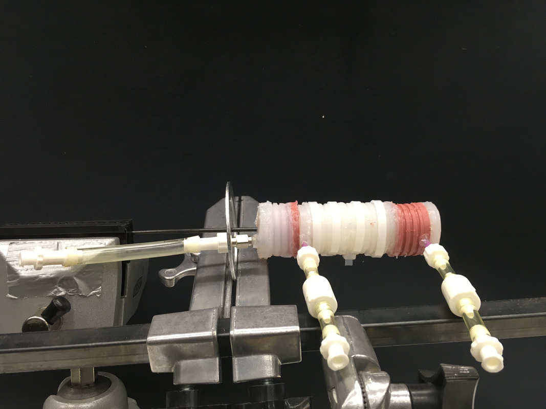 Model of the multi-segment chameleon tongue actuator